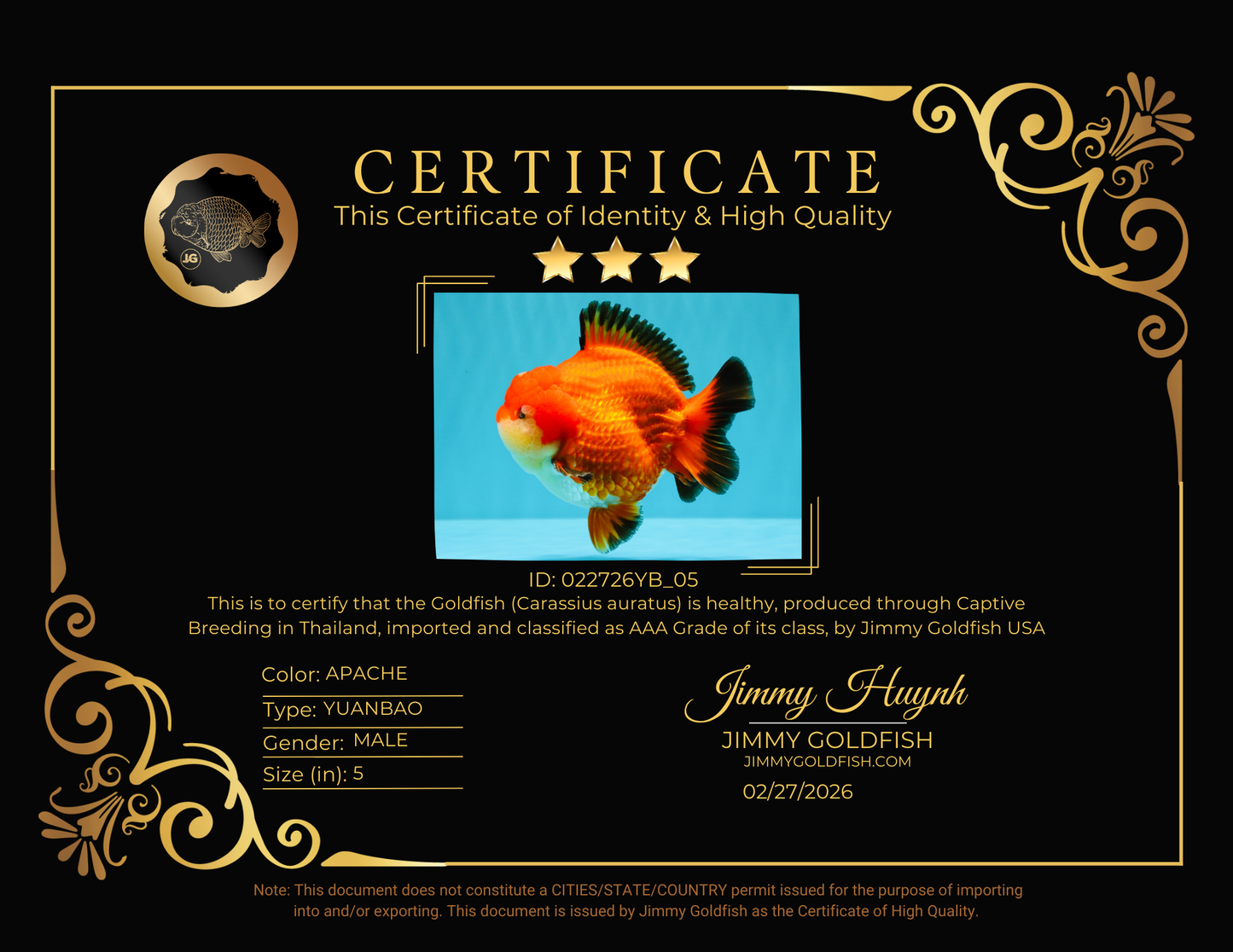 TOMATO AAA Grade Apache Yuanbao Male 5  inches #022726YB_05