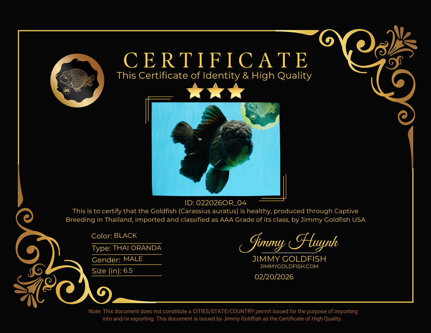 GODZILLA AAA Grade Black Oranda Male 6.5 inches #022026OR_04