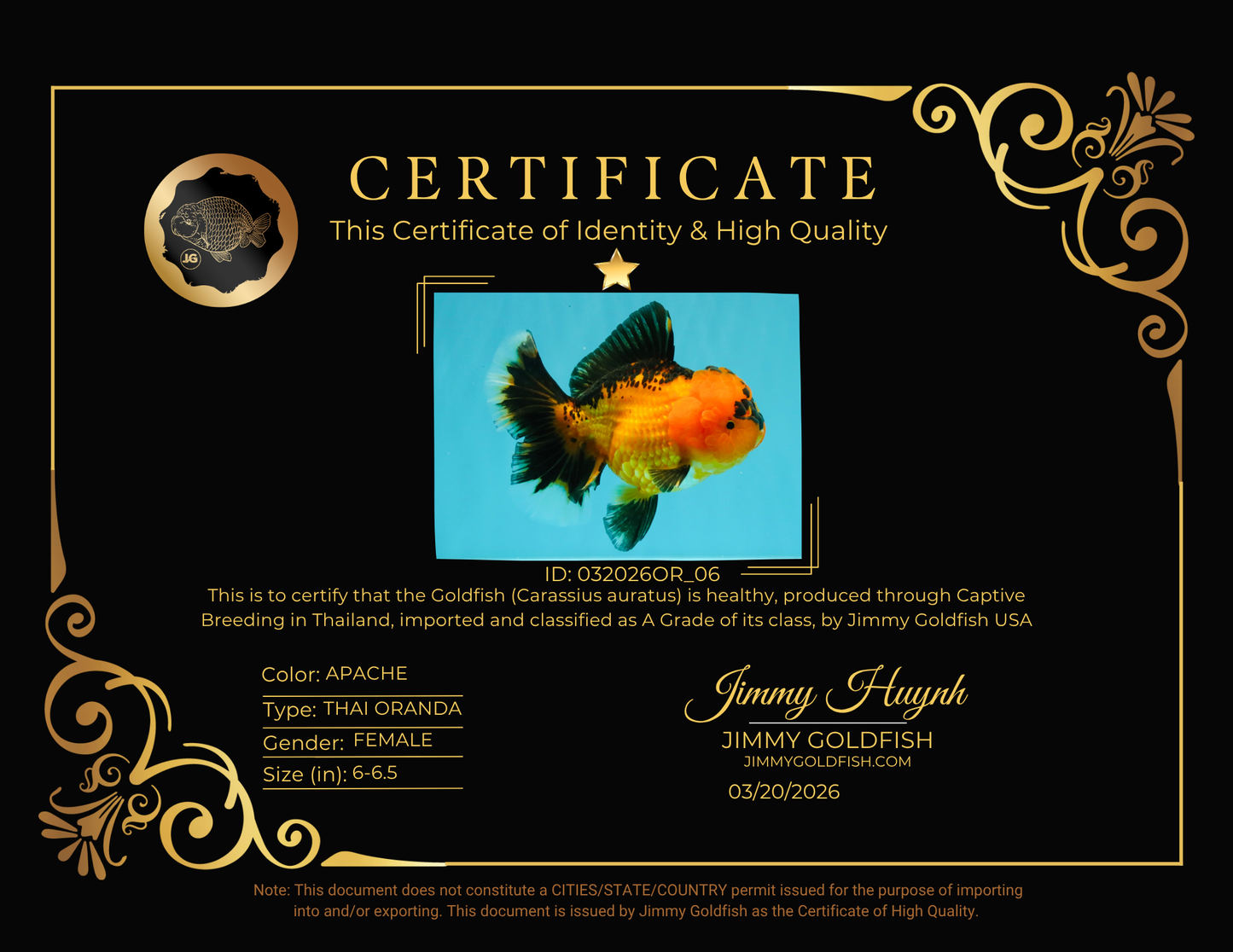 HEART A Grade Apache Oranda Female 6-6.5 inches #032026OR_06