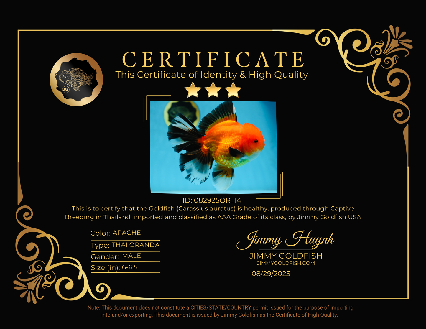 AAA Grade THICK BODY Apache Oranda Male 6-6.5 inches #082925OR_14