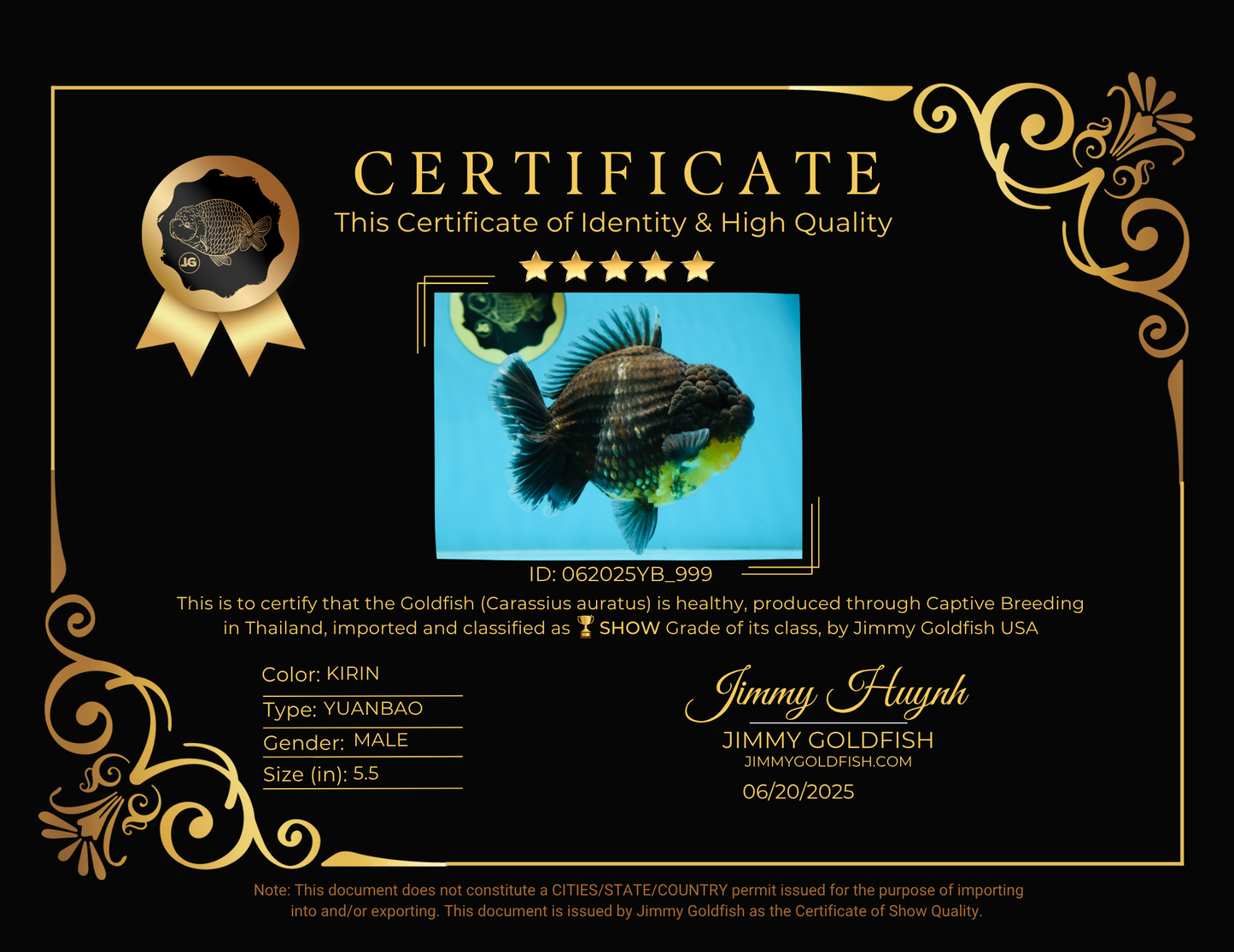 SHOW GRADE Godzilla Kirin Yuanbao Male 5.5 inches #062025YB_999