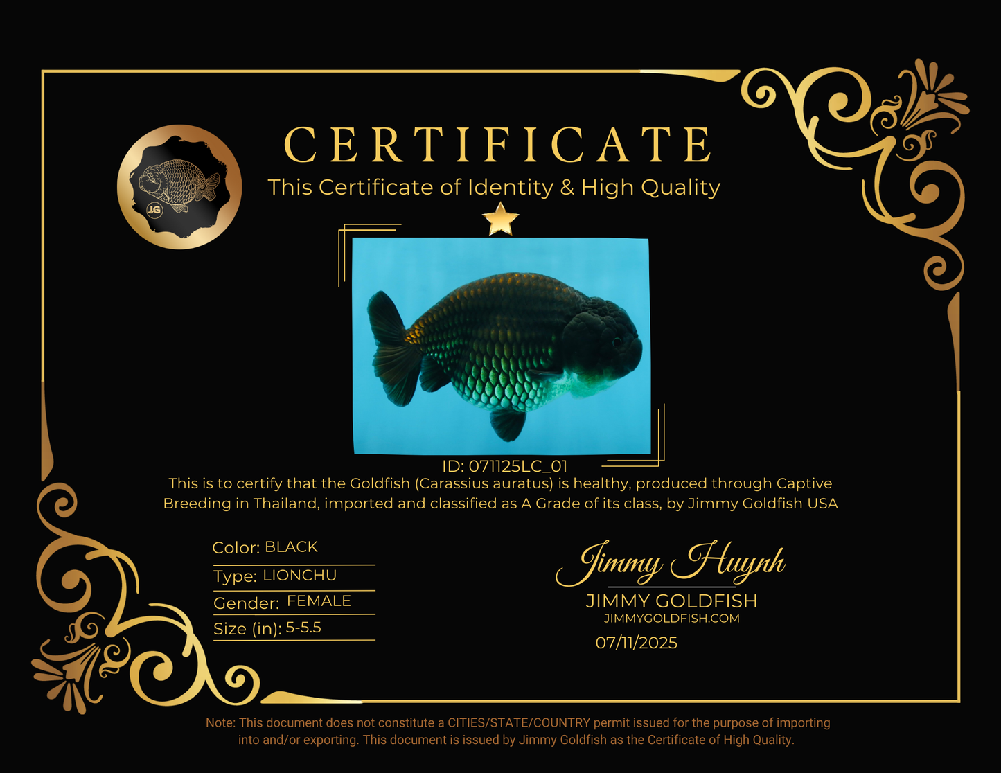 A Grade Black LionQueen 5-5.5 inches #071125LC_01