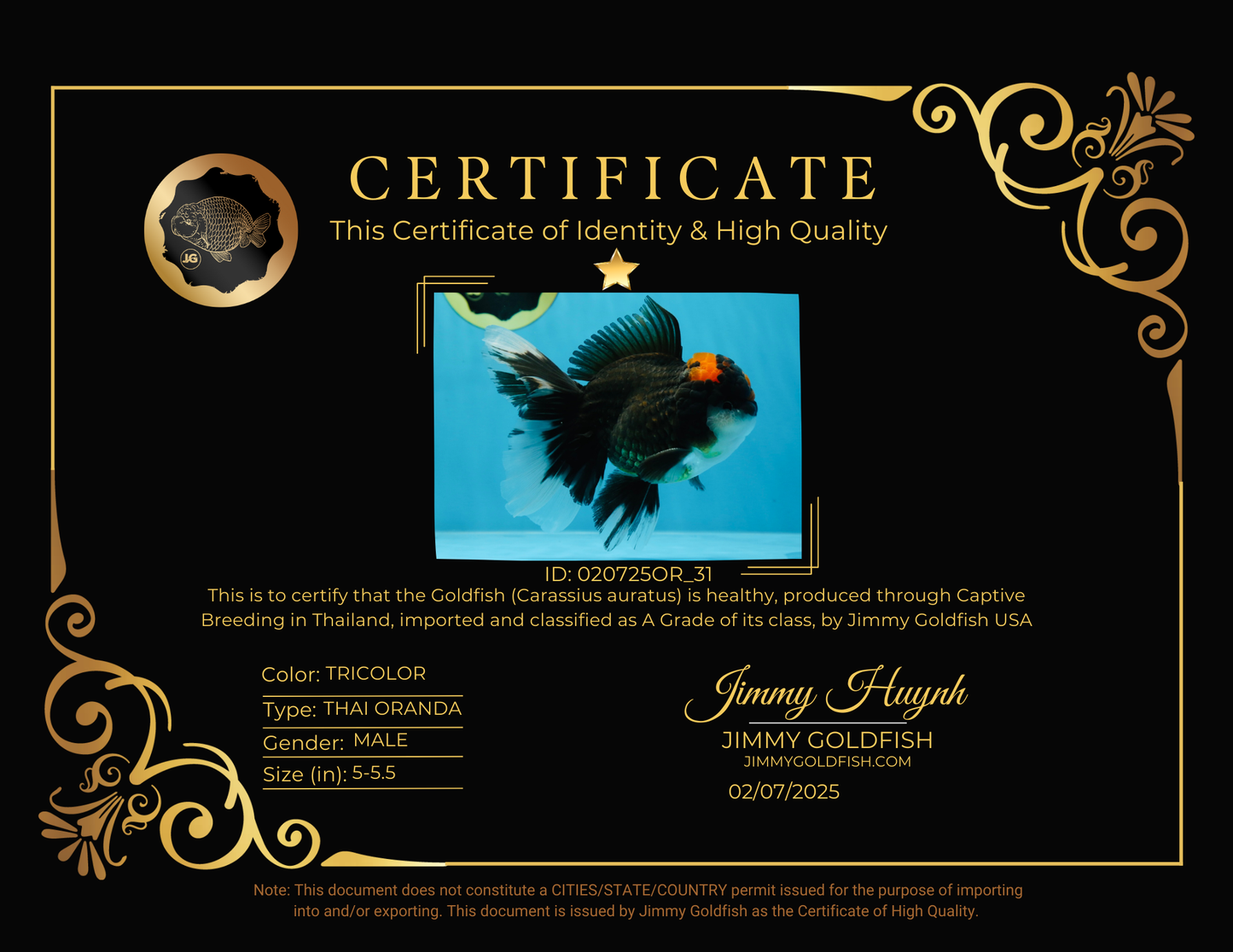 A Grade Lava Head Tricolor Oranda Male 5-5.5 inches #020725OR_31