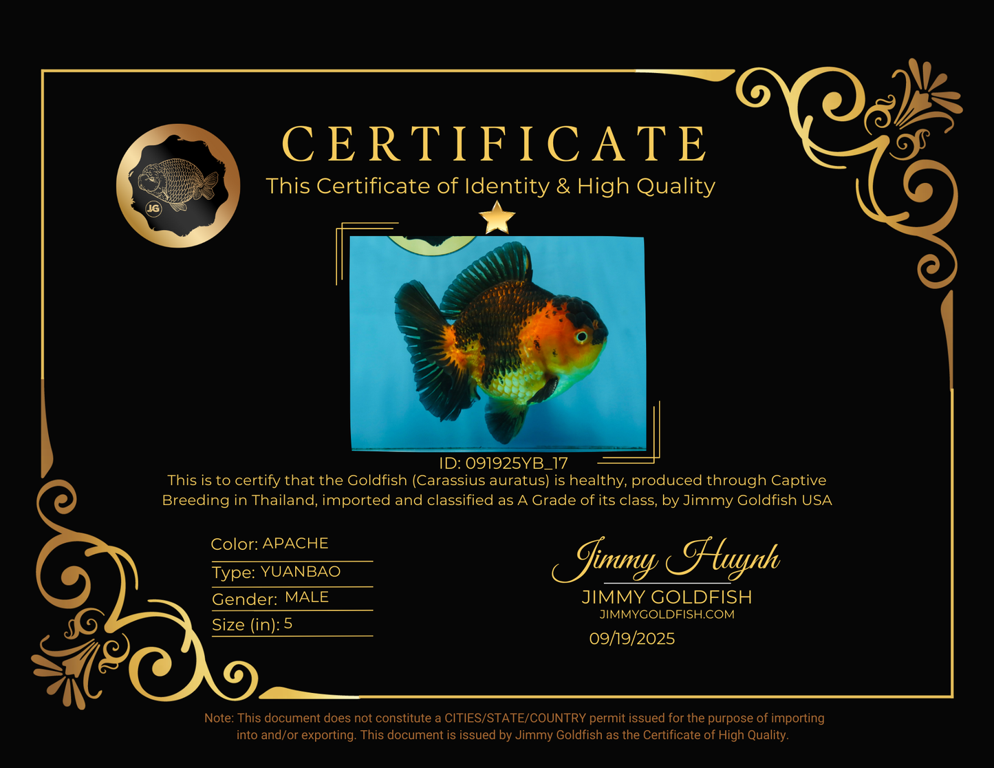 A Grade SUPER CUTE Apache Yuanbao Male 5 inches #091925YB_17