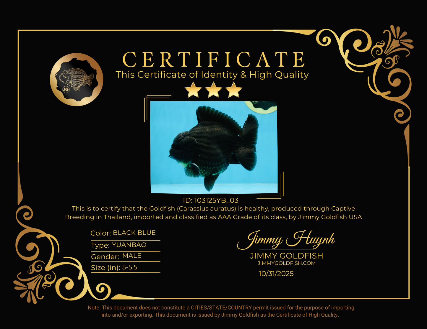 AAA Grade Godzilla Black Yuanbao Male 5-5.5 inches #103125YB_03