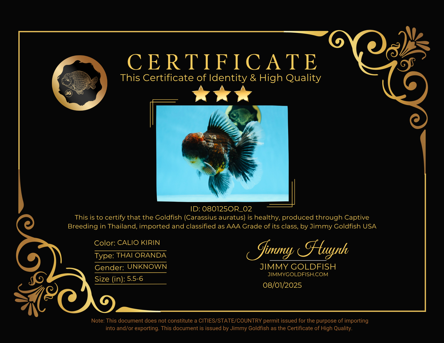 AAA Grade Calico Kirin Oranda 5.5-6 inches #080125OR_02