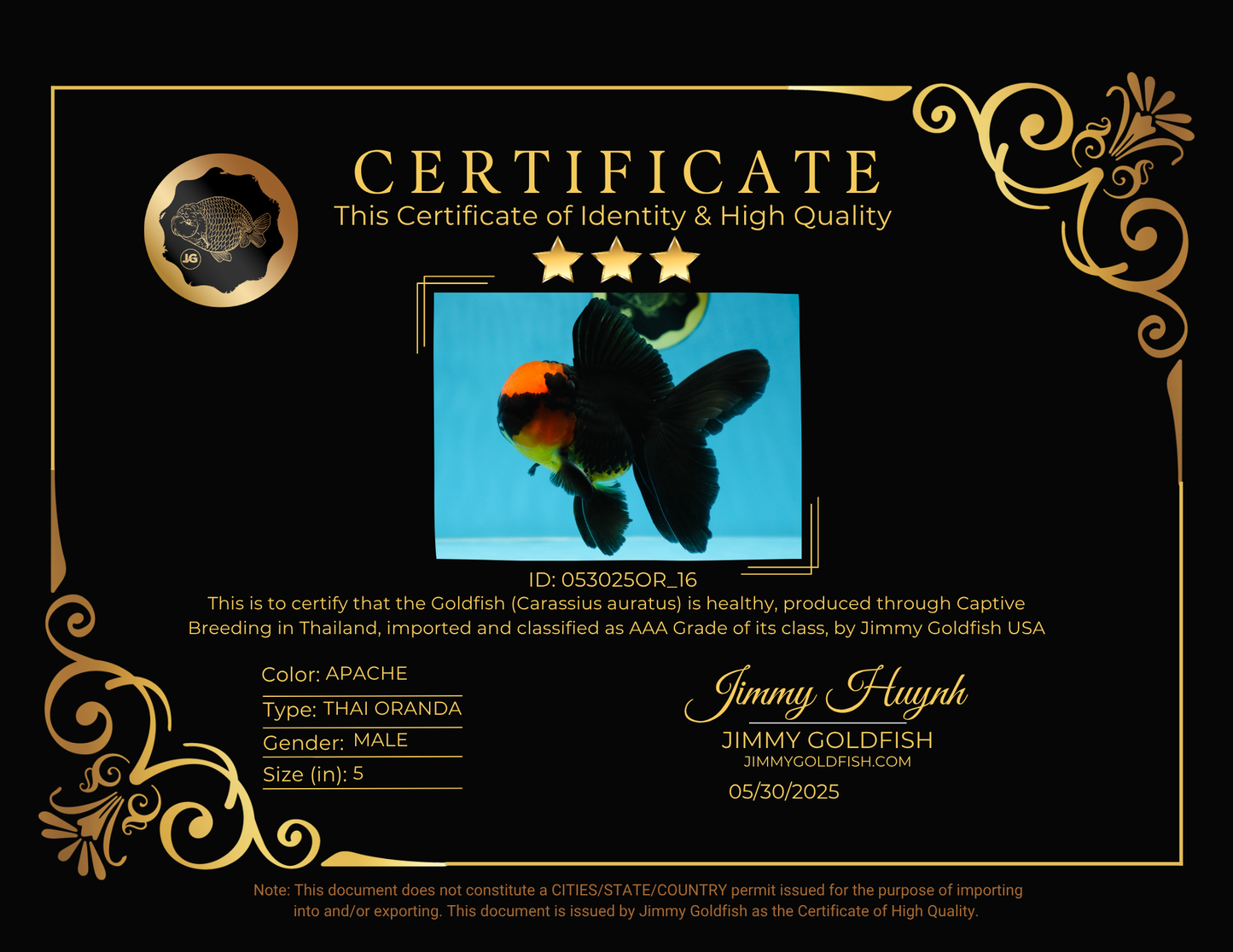 AAA Grade Batman Apache Oranda Male  5 inches #053025OR_16