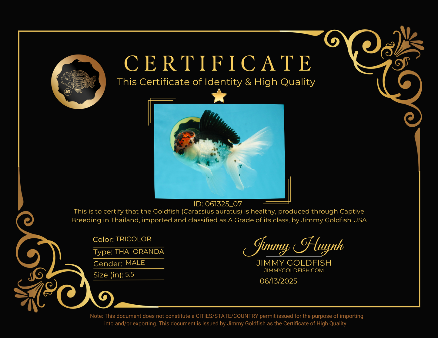 A Grade Young Lava Tricolor Oranda Male 5.5 inches #061325_07