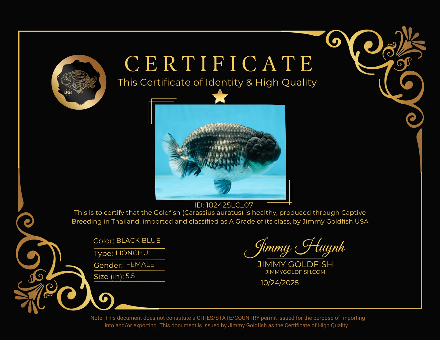 SPECIAL A Grade Black Blue LionQueen 5.5  inches #102425LC_07