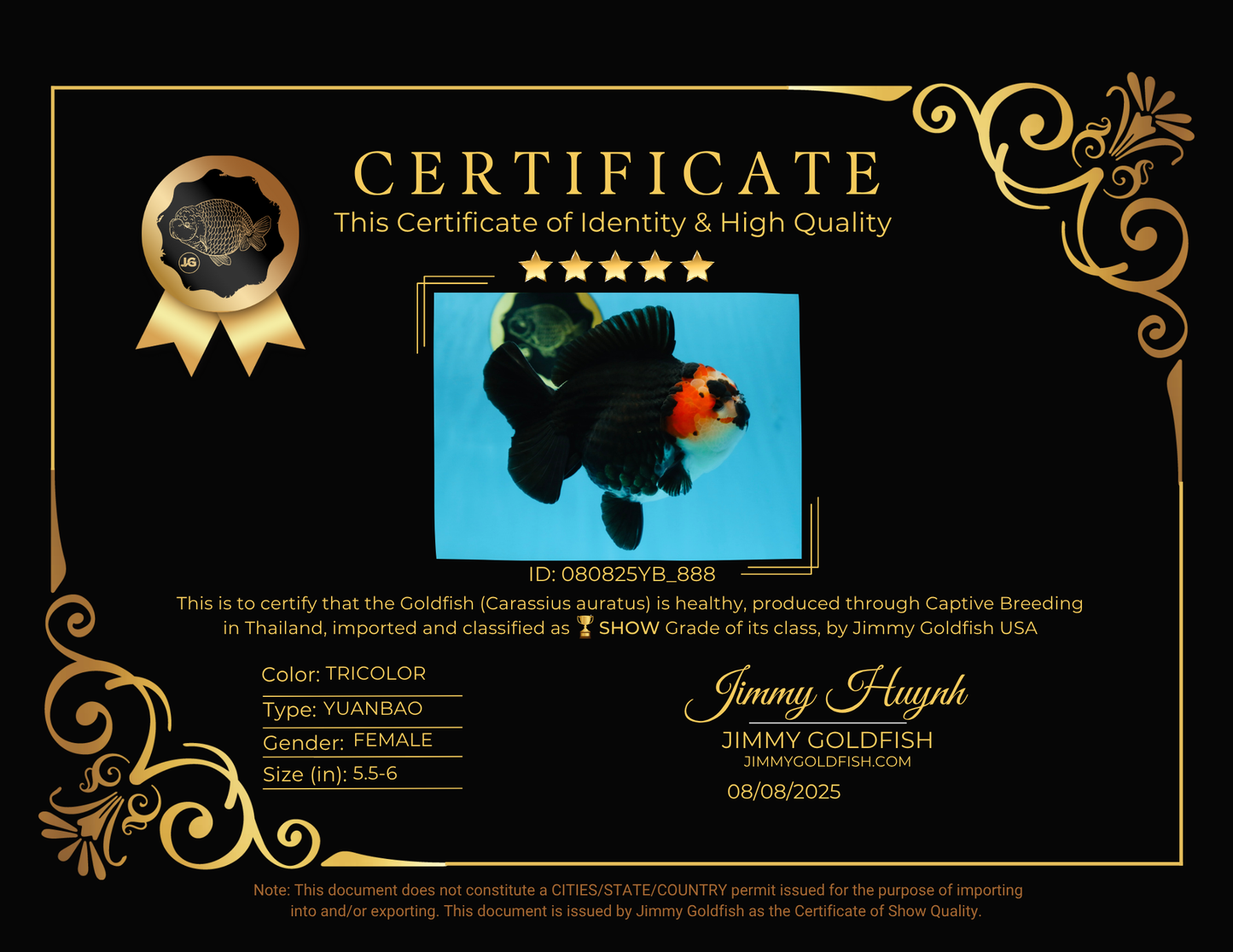 SHOW GRADE UNIQUE Godzilla Tricolor Yuanbao 5.5-6 inches #080825YB_888