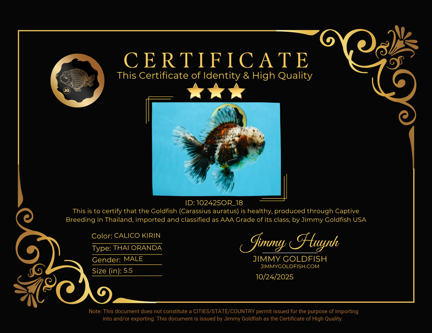 CHONKY AAA Grade Calico Kirin Oranda Male 5.5 inches #102425OR_18