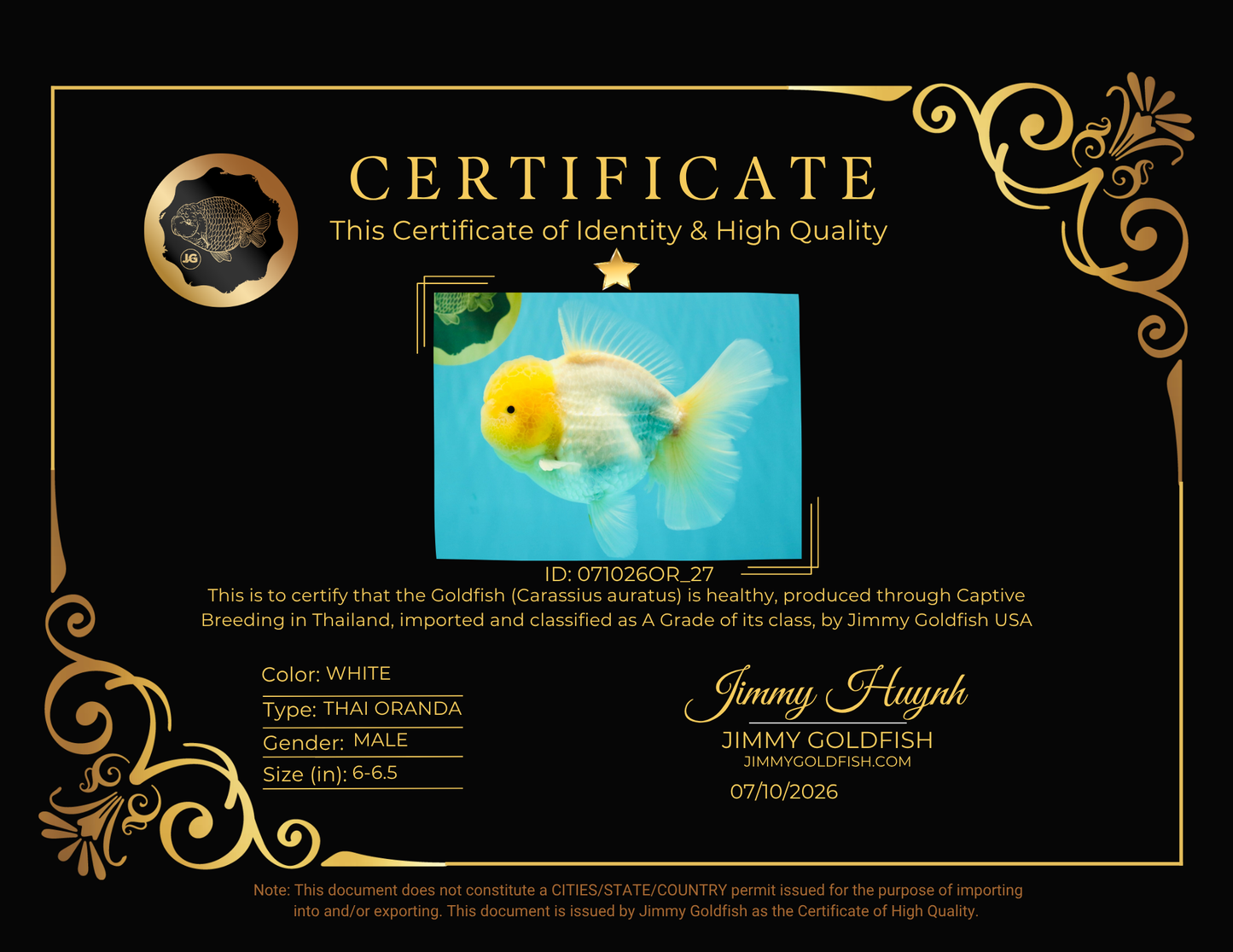 A  Grade White Oranda Male 6-6.5 inches #071026OR_27