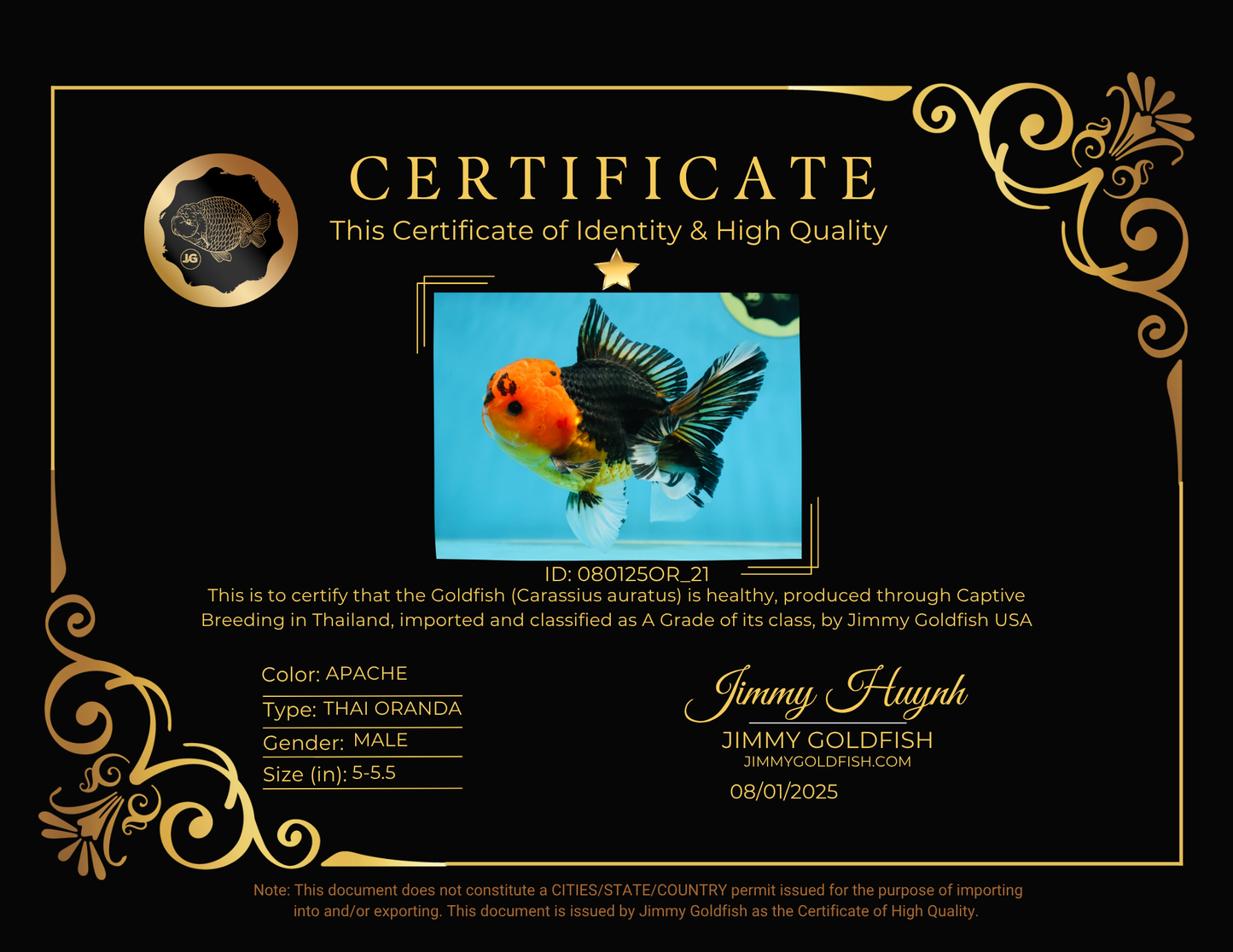 A Grade Apache Button Eyes Oranda Male 5-5.5 inches #080125OR_21