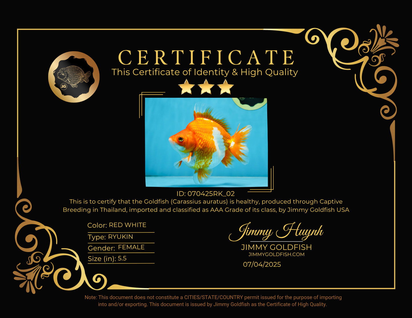 AAA Grade Ryukin Red White Female 5.5 inches #070425RK_02