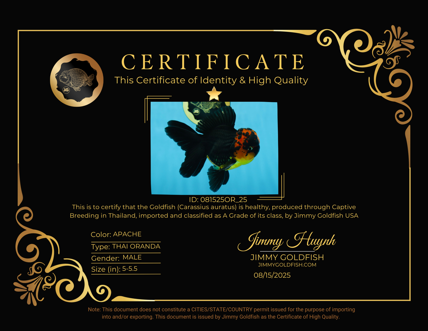 A Grade Apache Lava Head Oranda Male 5-5.5 inches #081525OR_25