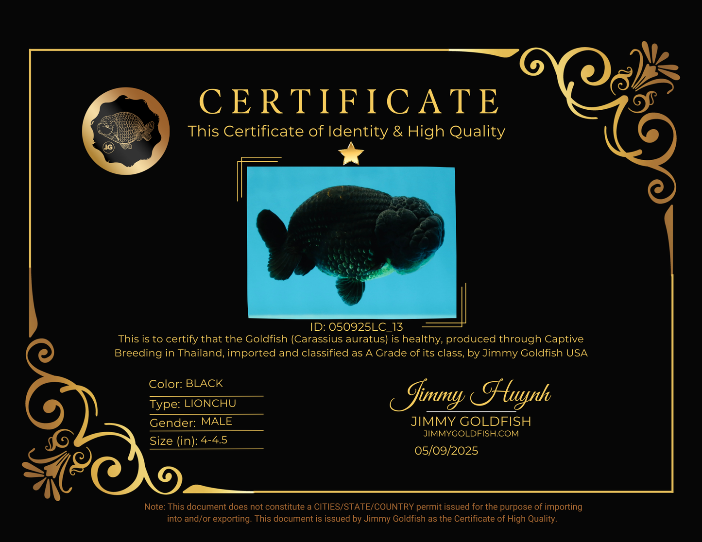 A Grade Black LionKing 4-4.5 inches #050925LC_13