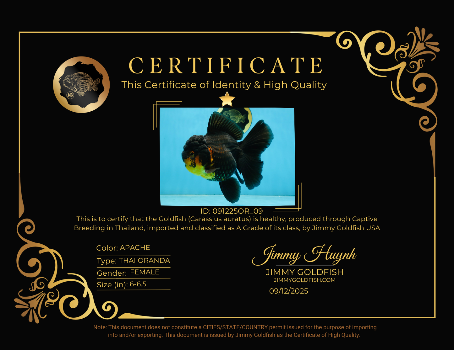 A Grade SPECIAL Apache Oranda Female 6-6.5 inches #091225OR_09