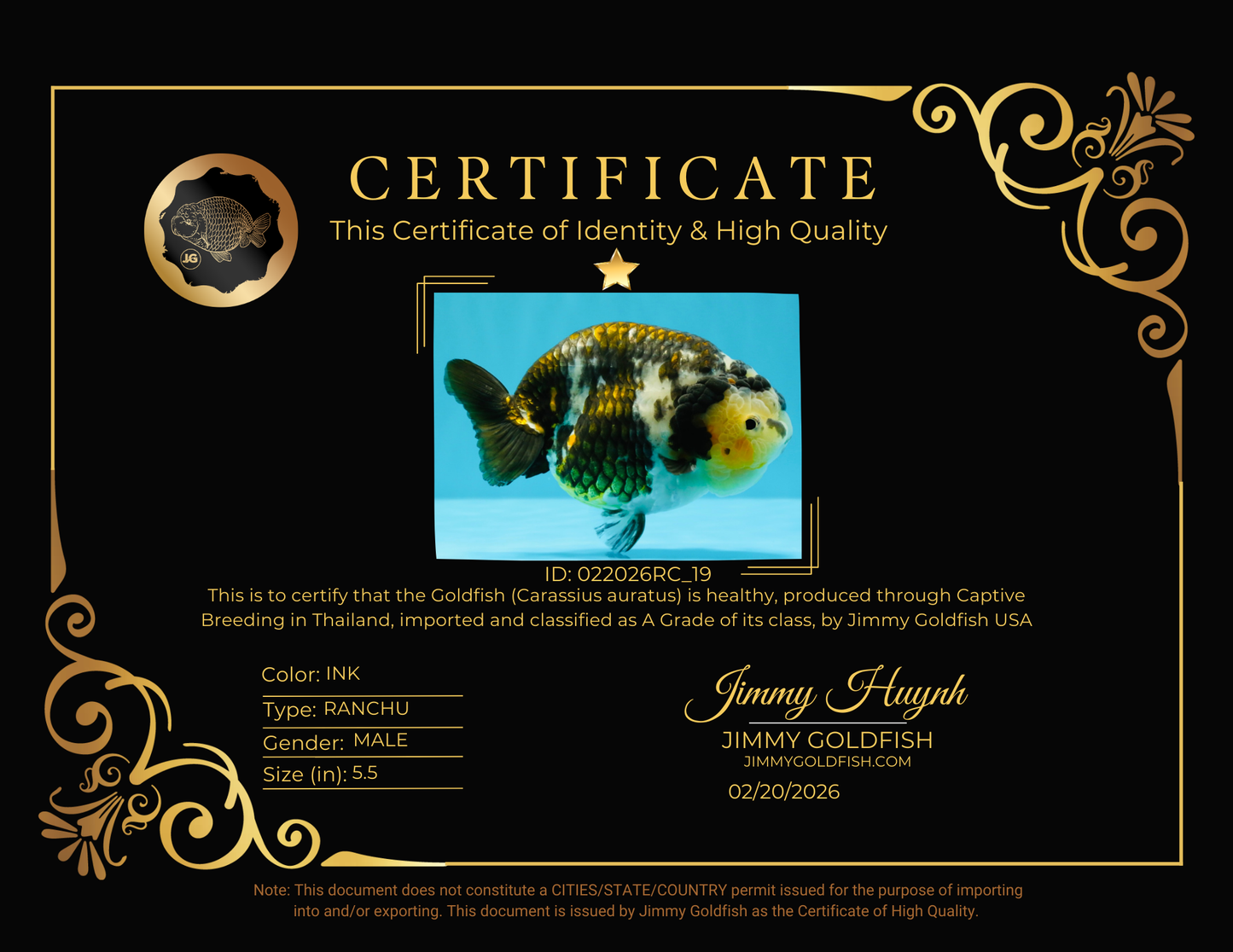 A Grade Ink Chinese Ranchu Male 5.5 inches #022026RC_19