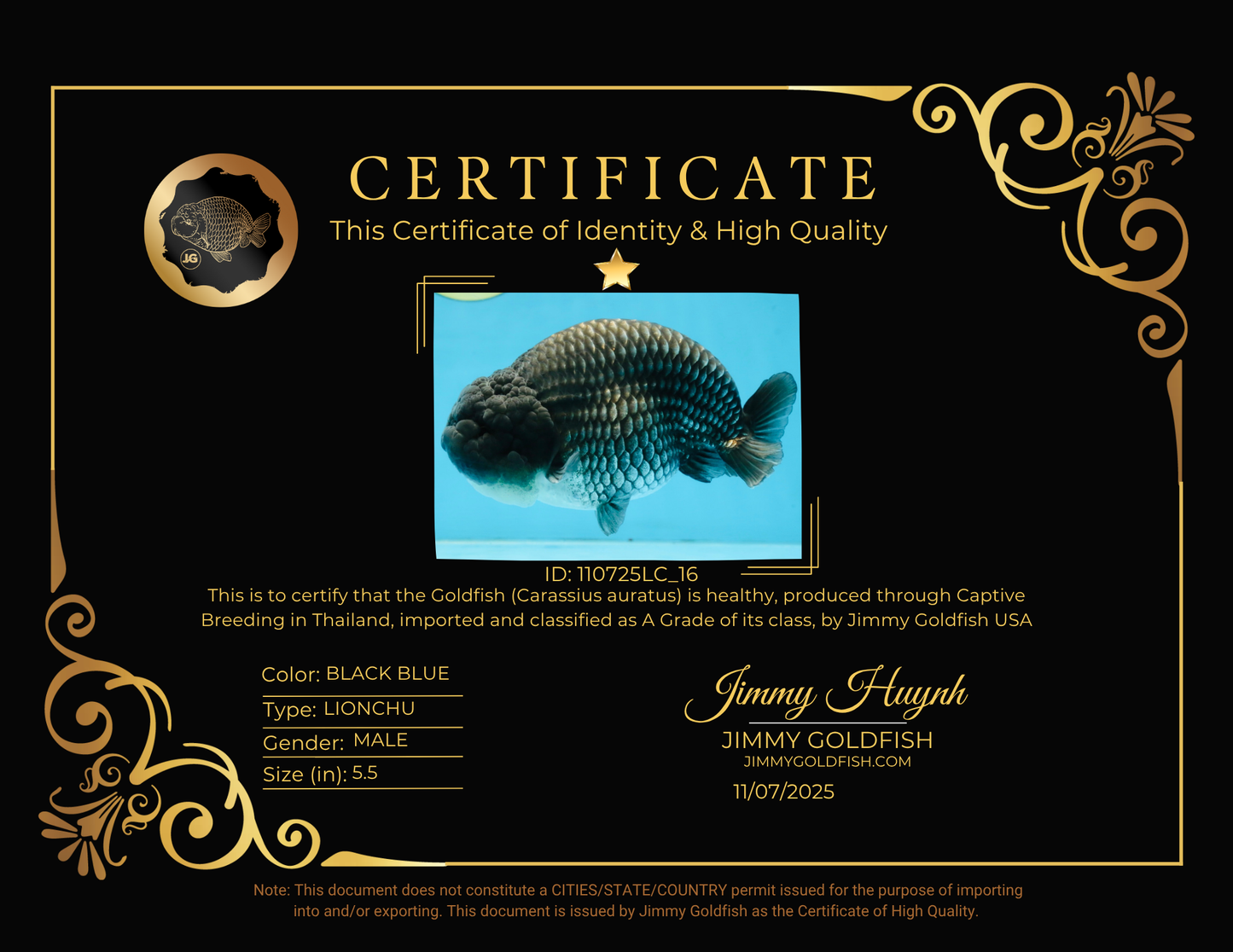 FLUFFY WEN A Grade Black Blue LionKing 5.5 inches #110725LC_16