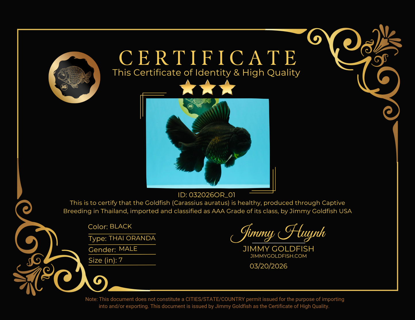 AAA Grade Godzilla Black Copper Oranda Male 7 inches #032026OR_01