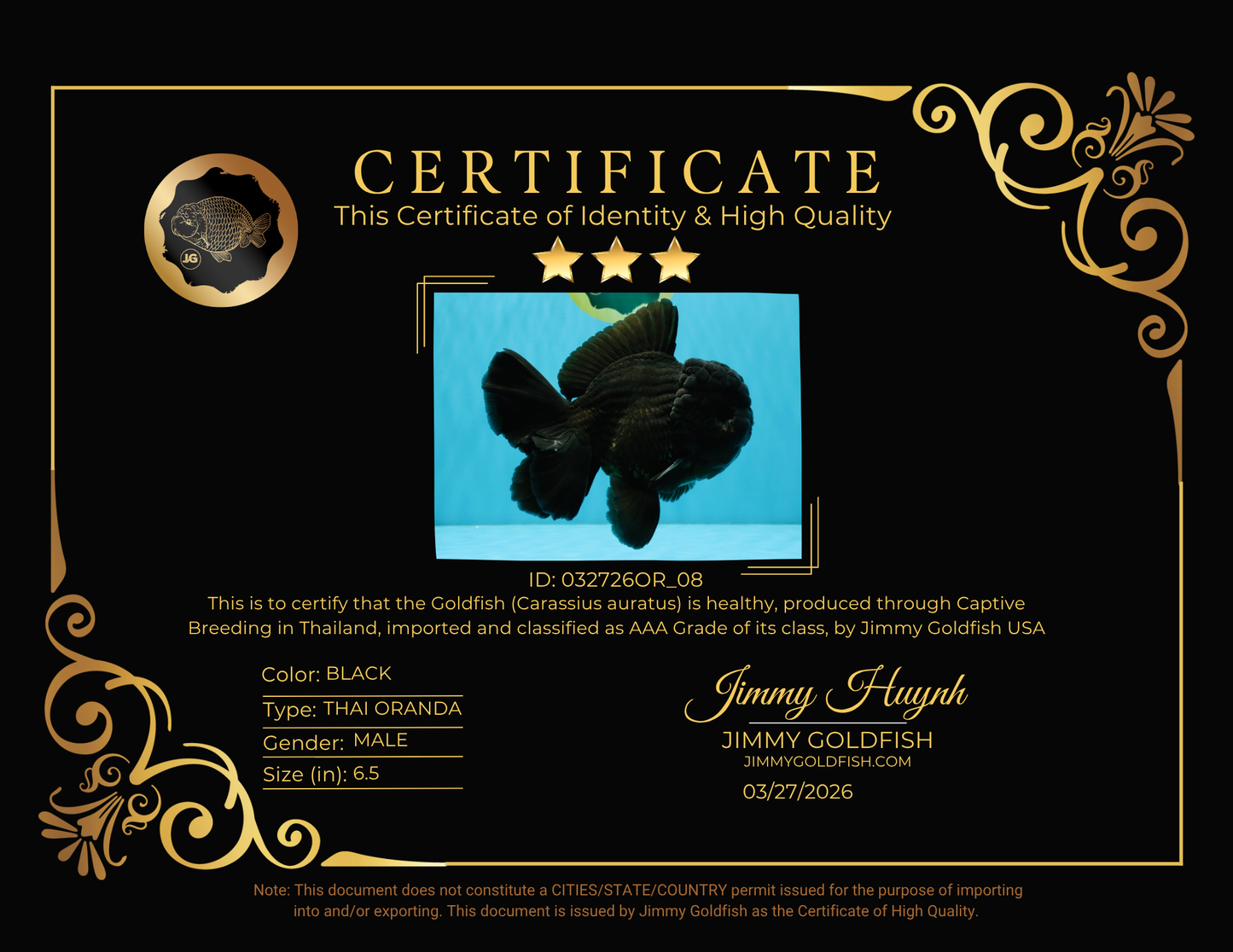 AAA Grade Godzilla Black Oranda Male 6.5 inches #032726OR_08