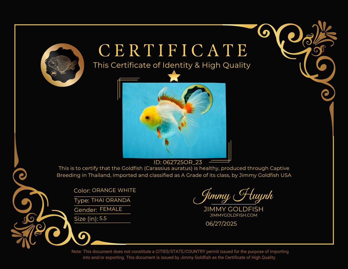 A Grade Butterfly White Orange Oranda Female 5.5 inches #062725OR_23