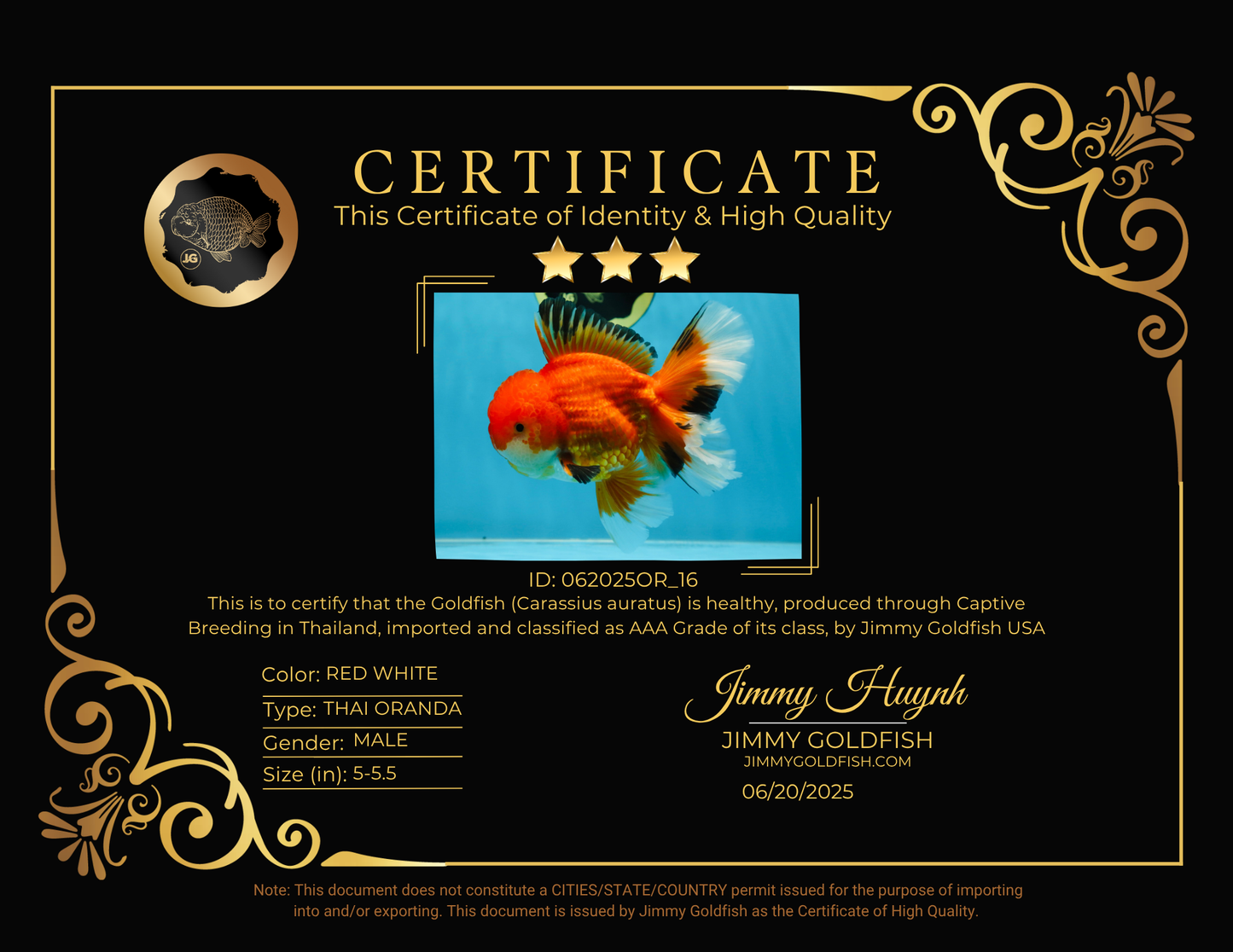 AAA Grade CHONKY Red White Oranda Male 5-5.5 inches #062025OR_16