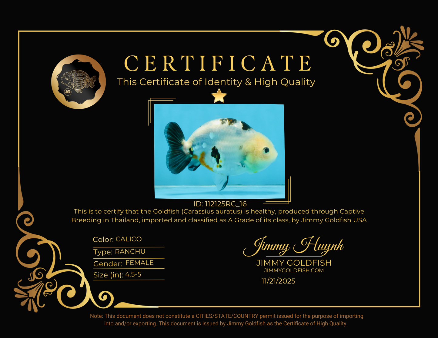 A Grade Calico Chinese Ranchu Female 4.5-5 inches #112125RC_16