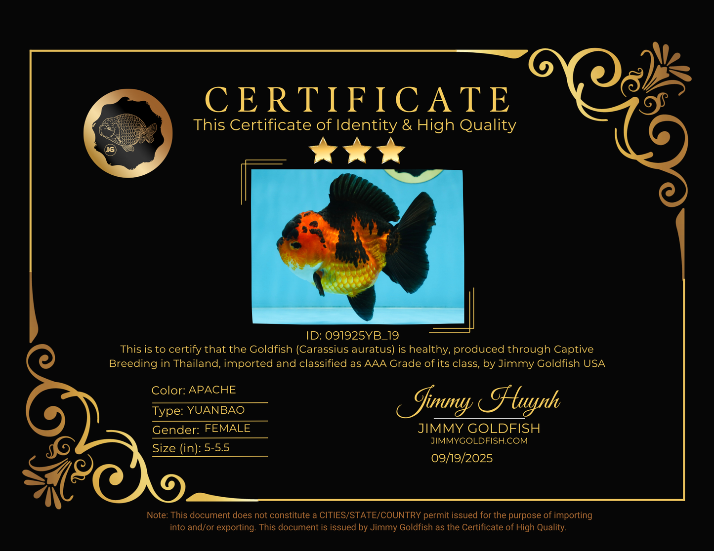 AAA Grade FIRE Apache Yuanbao Female 5-5.5 inches #091925YB_19