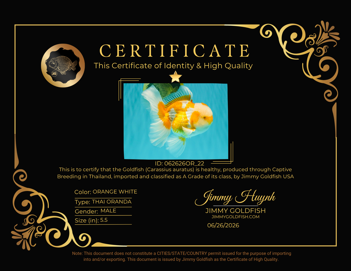 A Grade Cheese Orange White Oranda Male 5.5 inches #062626OR_22