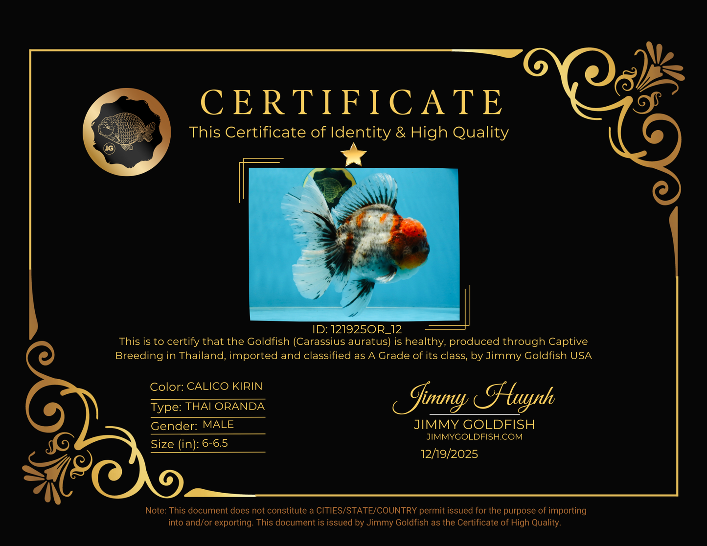 A Grade Calico Kirin Oranda Male 6-6.5 inches #121925OR_12