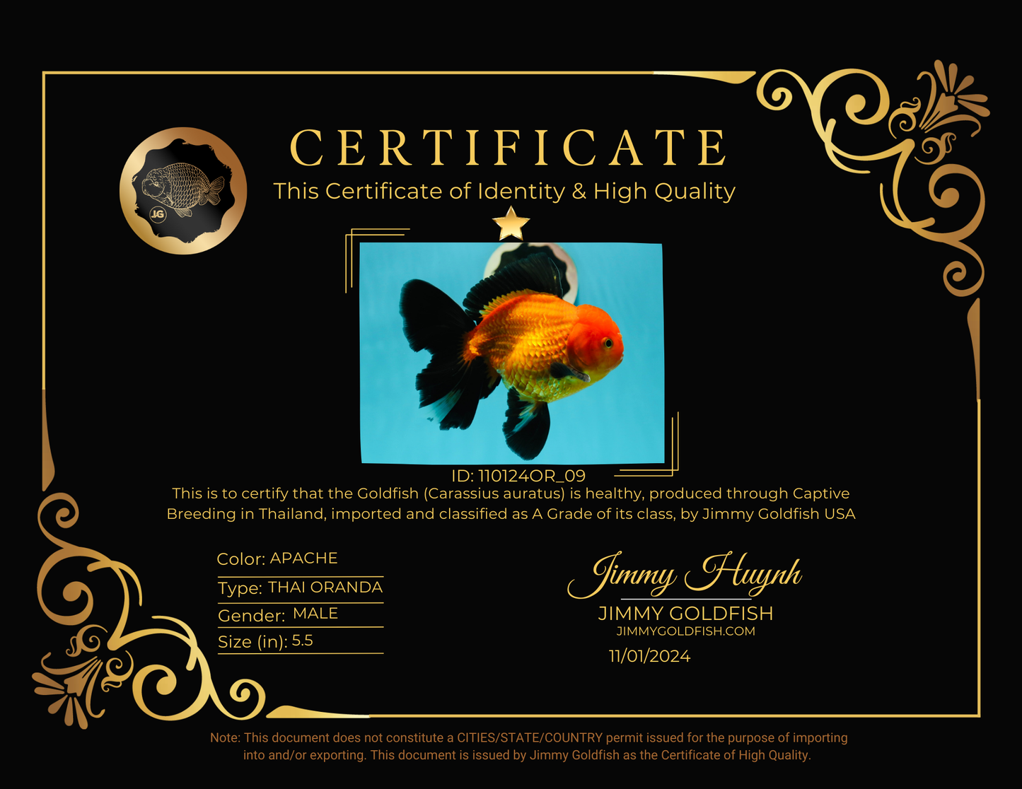 A Grade Apache (Black Orange) Oranda Male 5.5 inches #110124OR_09