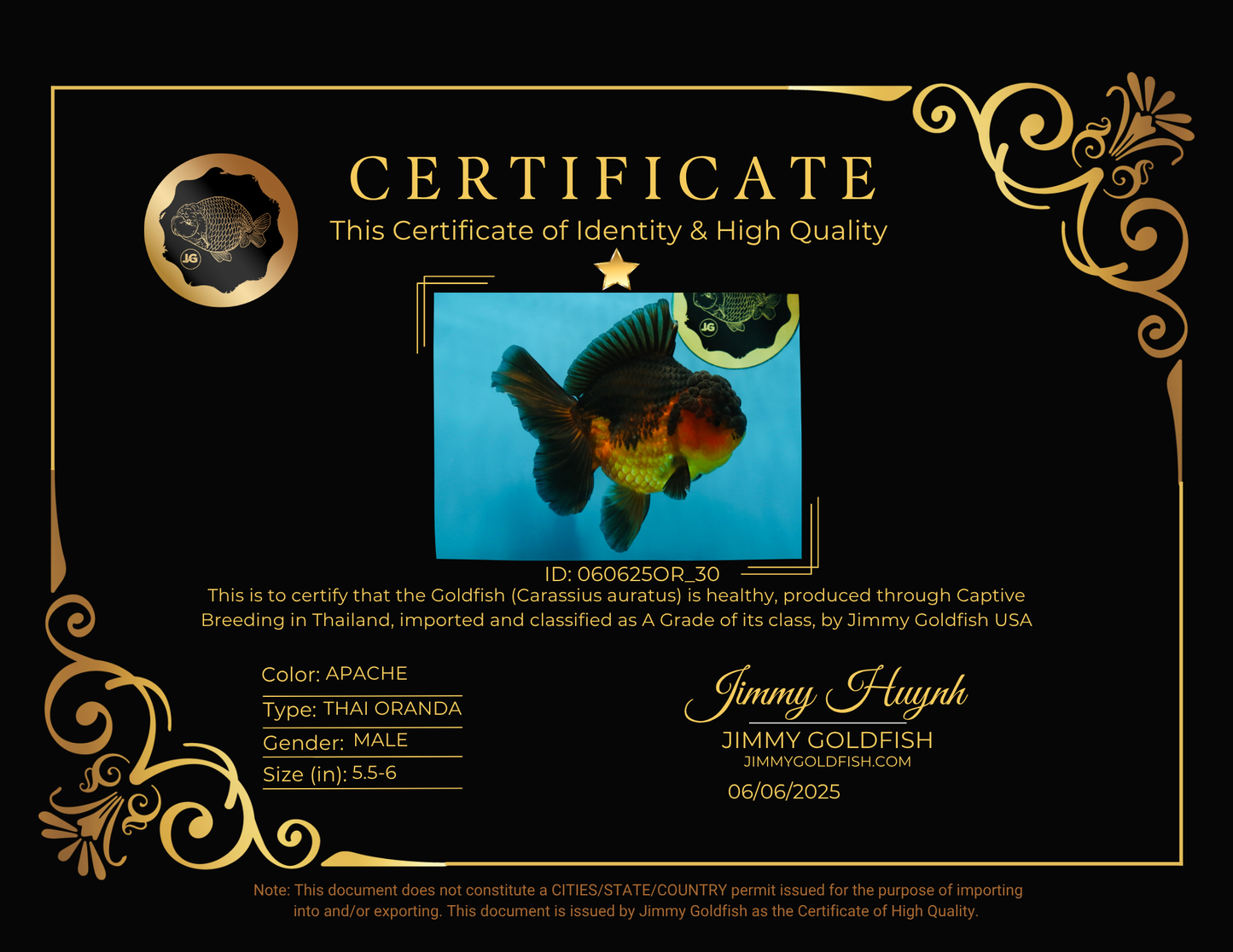 A Grade Apache Oranda Male 5.5-6 inches #060625OR_30