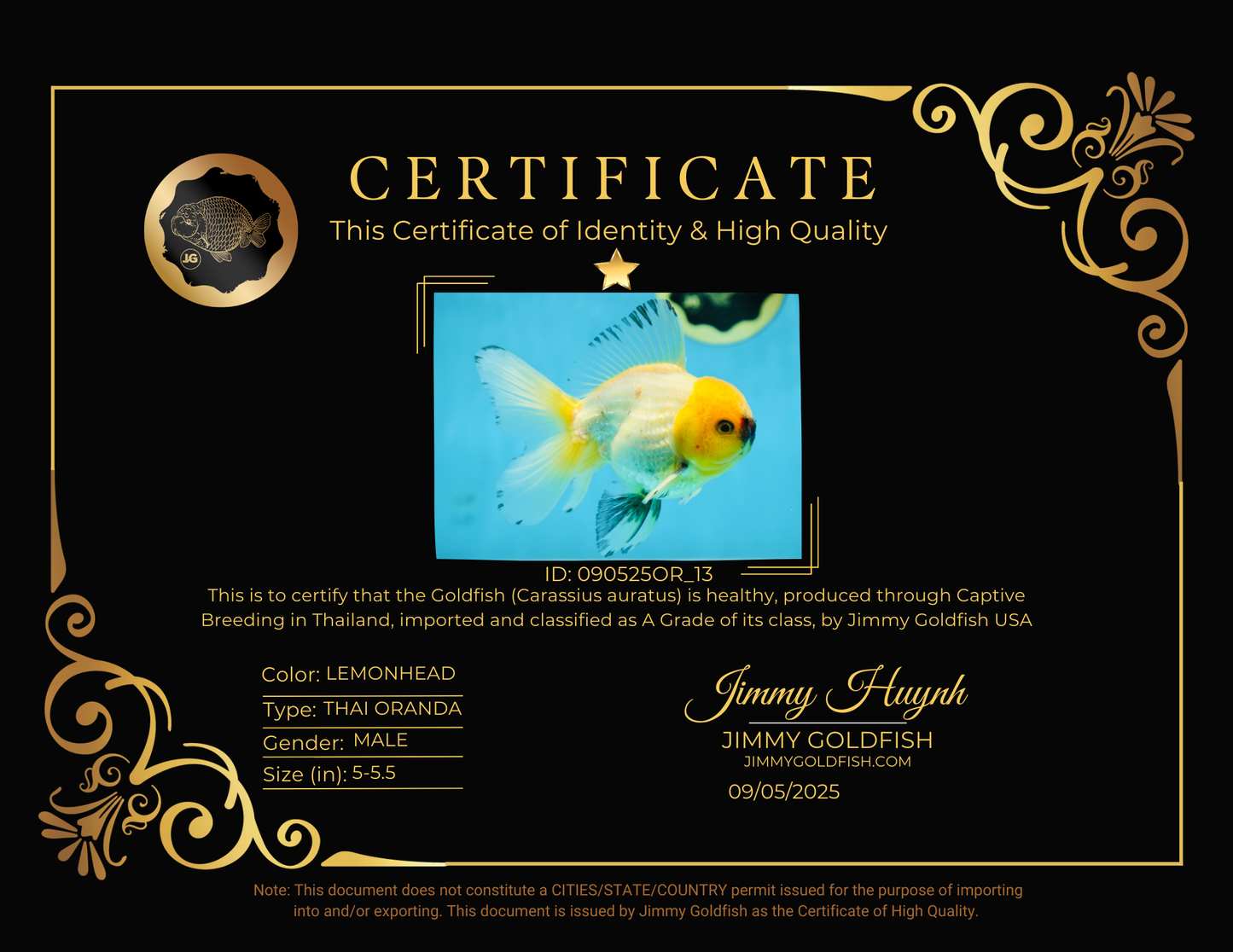 A Grade UNIQUE Lemonhead Oranda Male 5-5.5 inches #090525OR_13