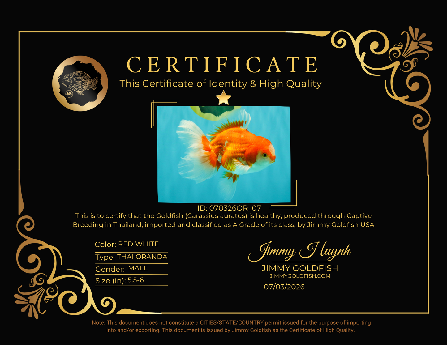 A Grade Red White Oranda Male 5.5-6 inches #070326OR_07