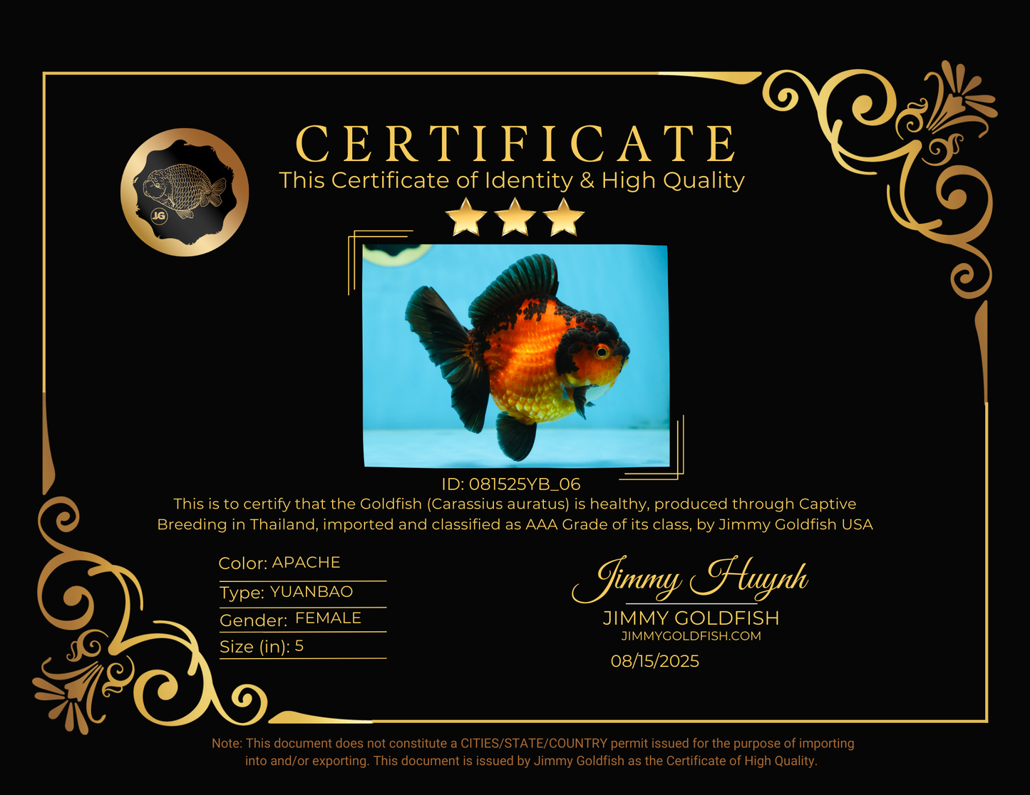 AAA Grade Apache Yuanbao Female 5 inches #081525YB_06