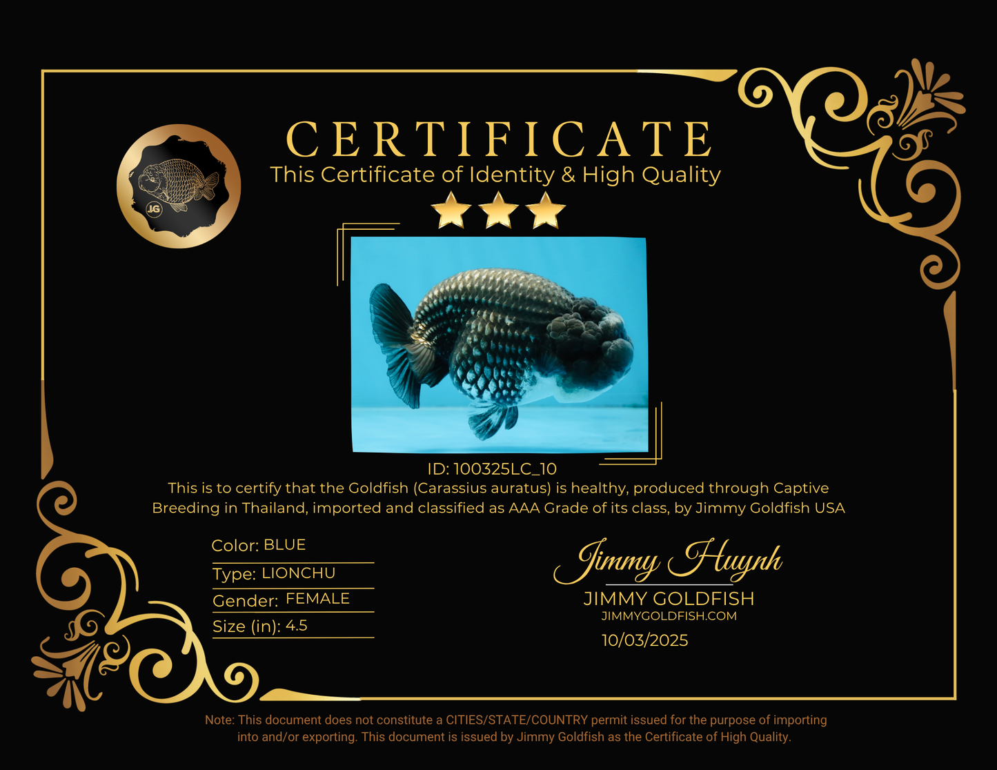 AAA Grade CHONKY Blue LionQueen 4.5 inches #100325LC_10