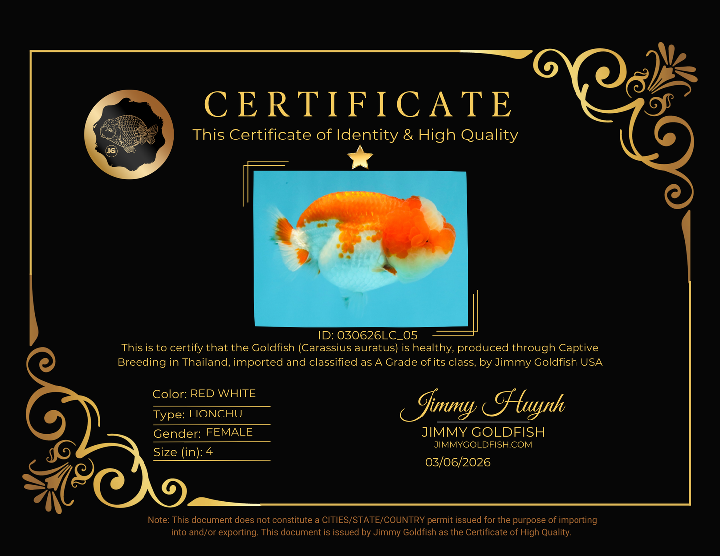 UNIQUE A Grade Jade Head Red White LionQueen 4 inches #030626LC_05