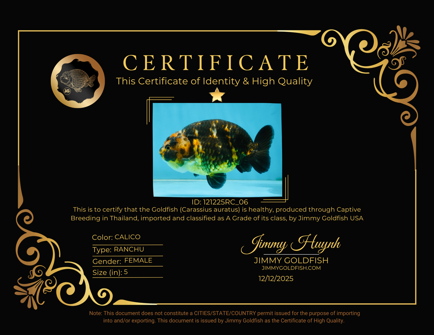 CHUBBY A Grade Calico Chinese Ranchu Female 5 inches #121225RC_06