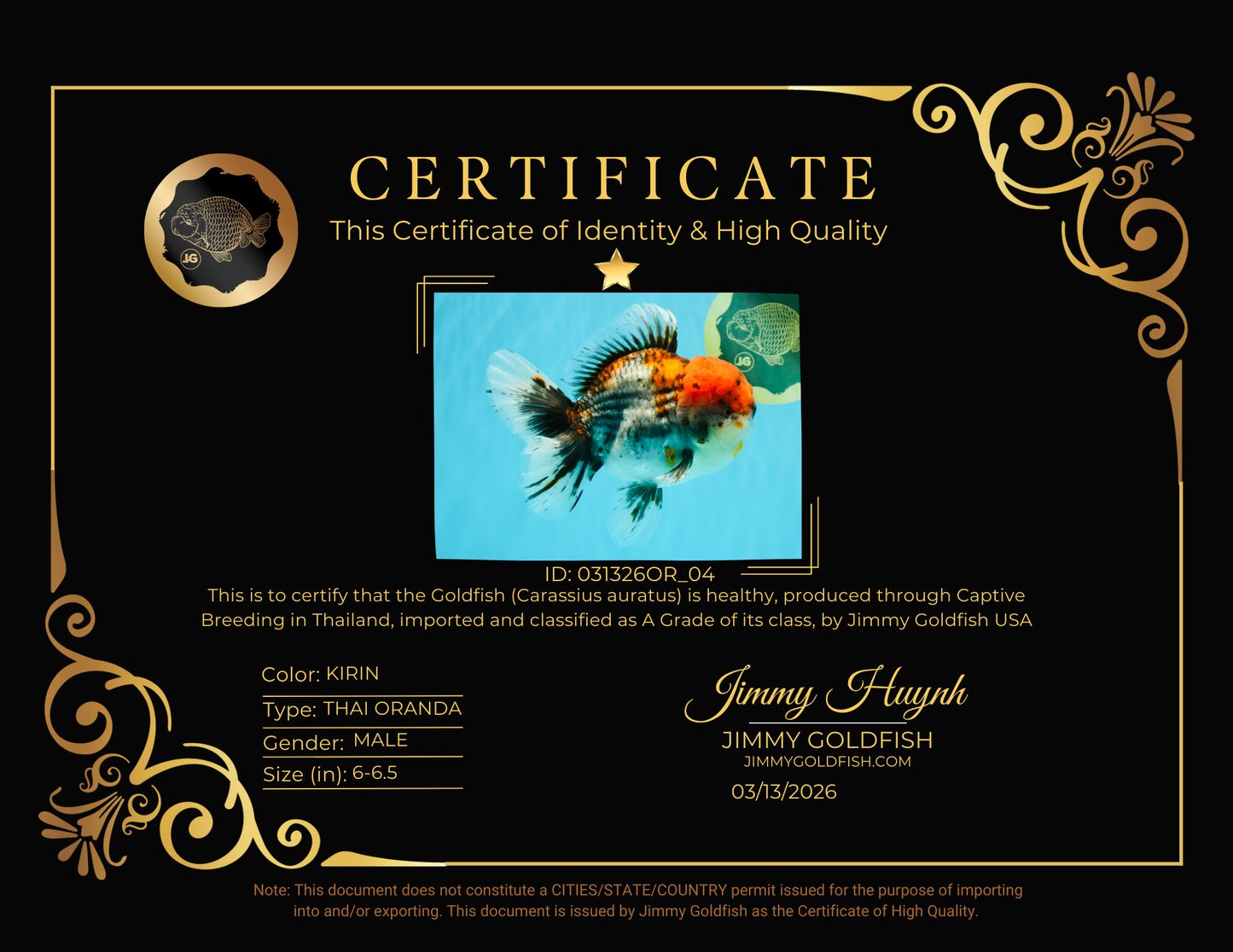 A Grade Godzilla Red Head Kirin Oranda Male 6-6.5 inches #031326OR_04