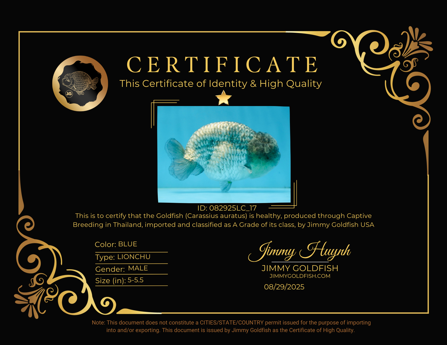 A Grade CHONKY Blue LionKing 5-5.5 inches #082925LC_17