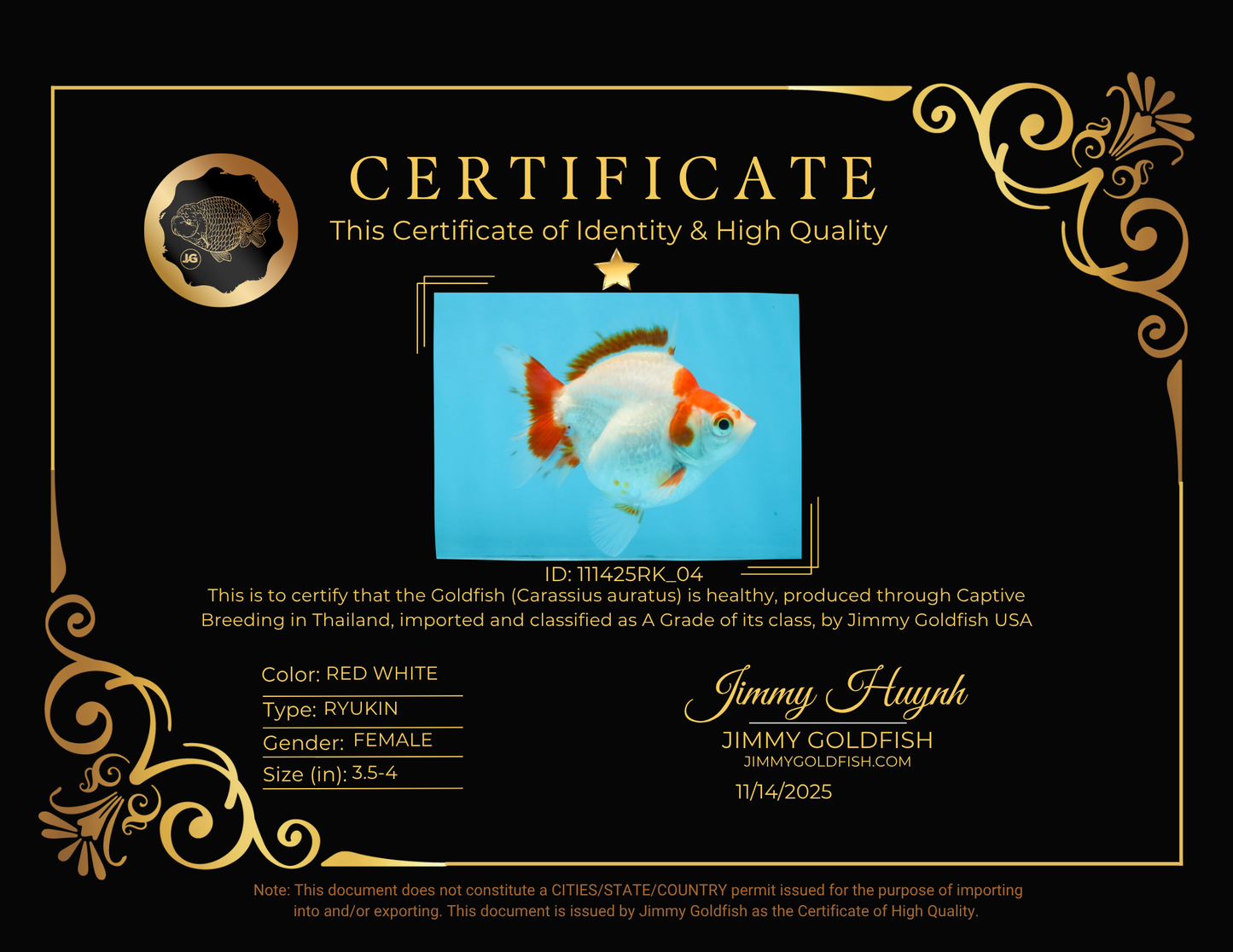 A Grade Red White Ryukin Female 3.5-4 inches #111425RK_04