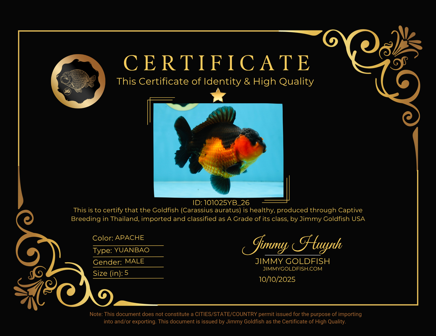 A Grade Apache Yuanbao Male 5 inches #101025YB_26