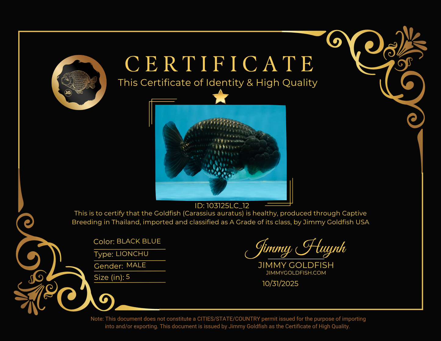 A Grade Black Blue LionKing 5 inches #103125LC_12