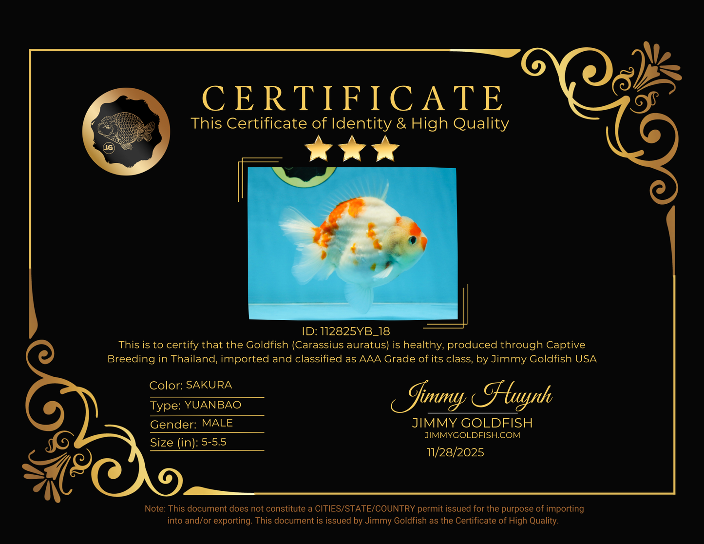 AAA Grade Godzilla Sakura Yuanbao Male 5-5.5 inches #112825YB_18