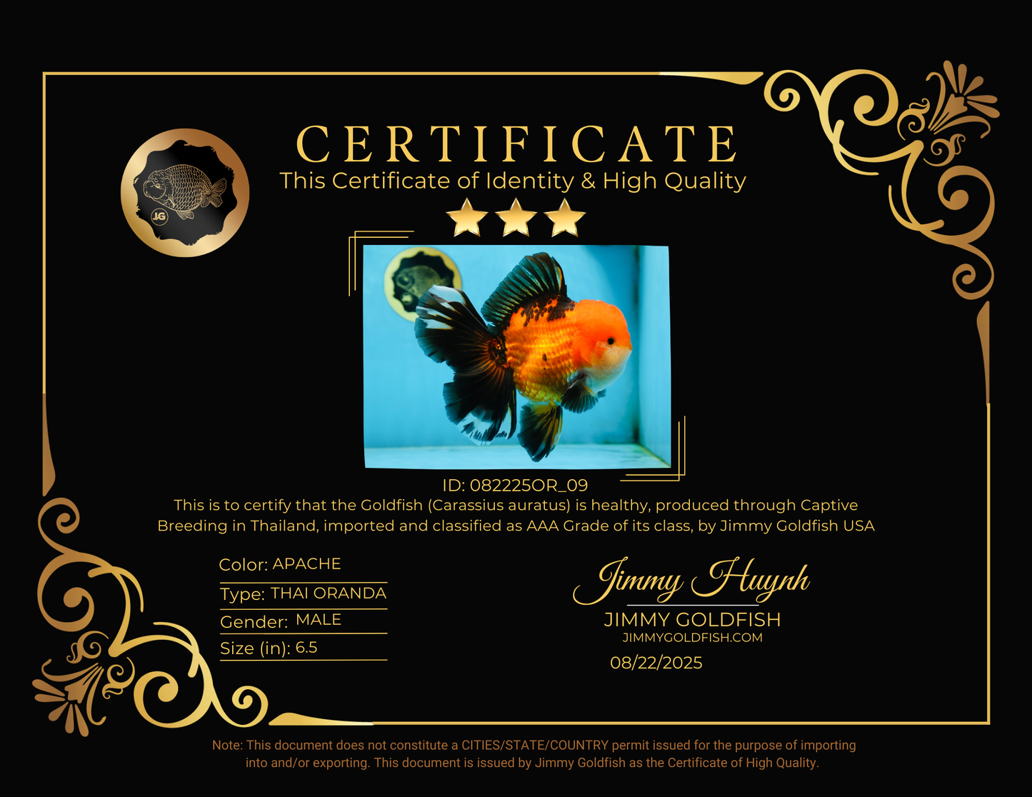 NEMO AAA Grade Apache Oranda Male 6.5 inches  #082225OR_09