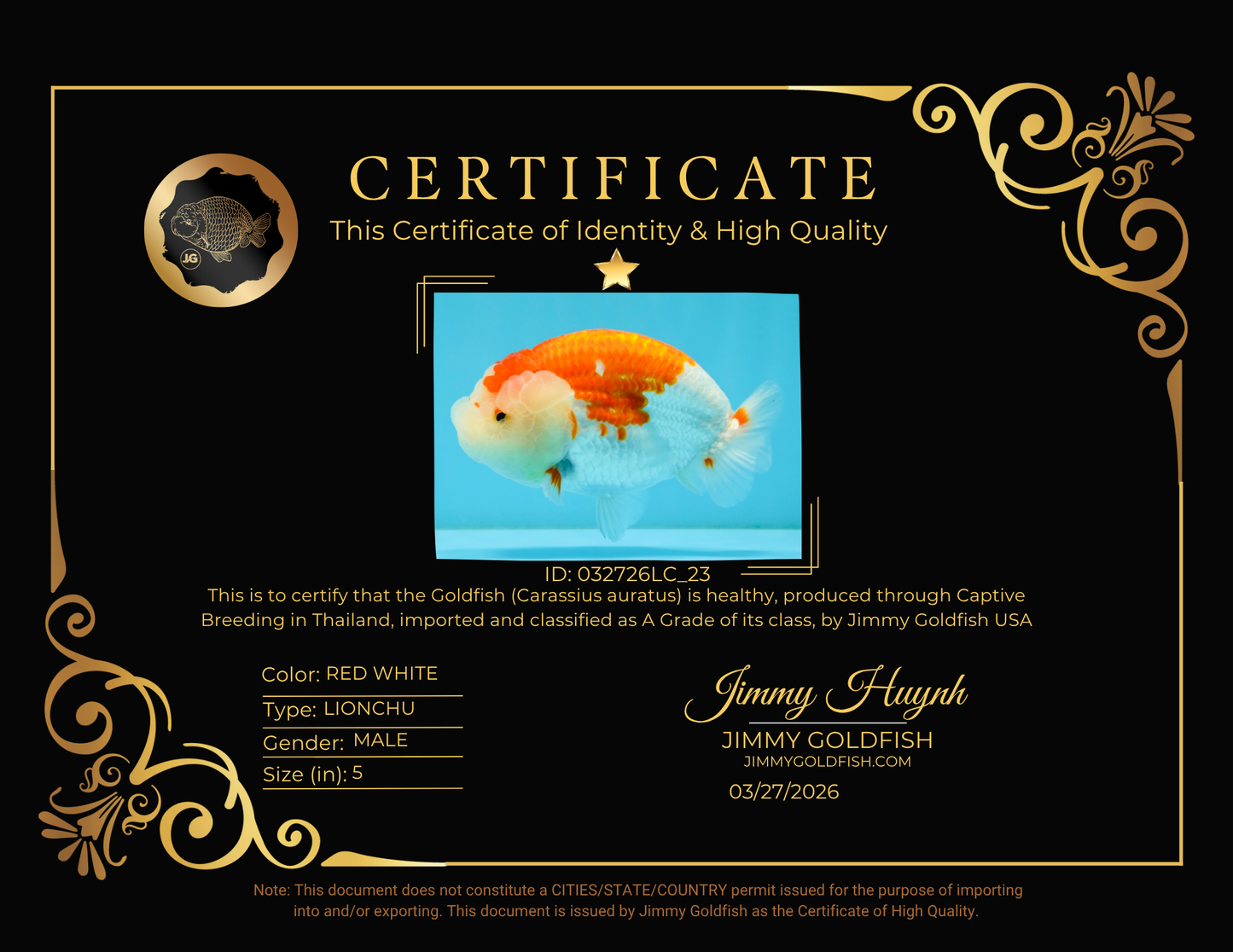 ADORABLE A Grade Red White LionKing 5 inches #032726LC_23