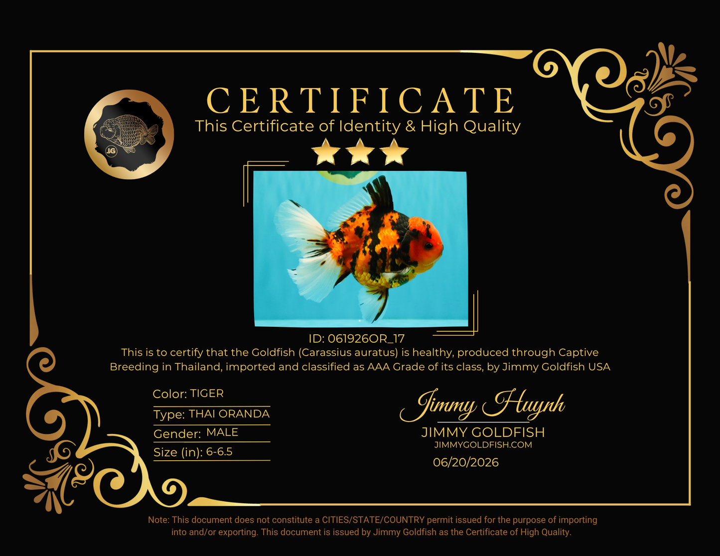 CHARLIE AAA Grade Beautiful Tiger Oranda Male 6-6.5 inches #061926OR_17