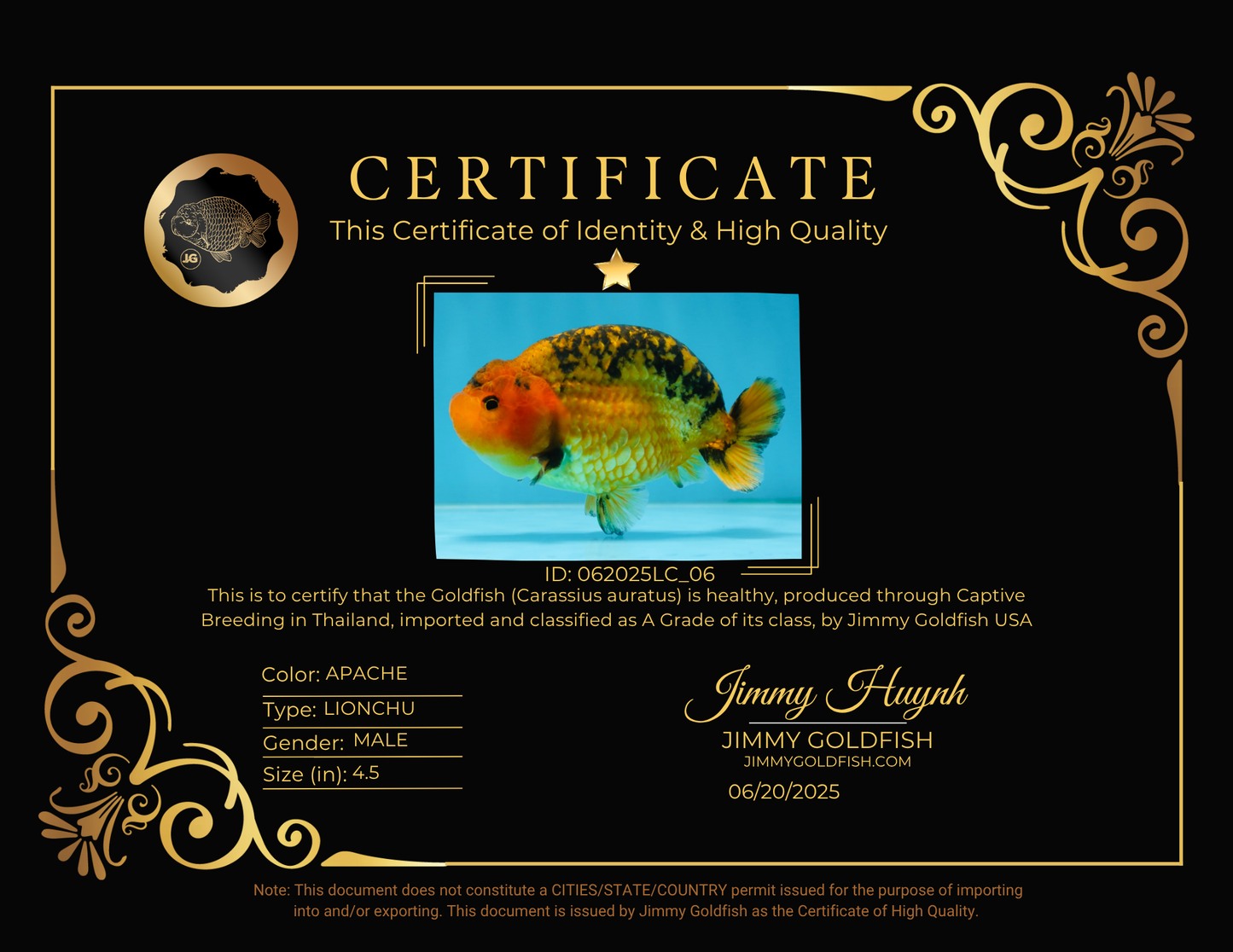 A Grade CHONKY Apache LionKing 4.5 inches #062025LC_06