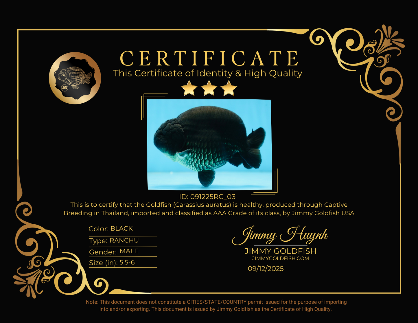 AAA Grade SPECIAL Kingkong Black Ranchu Male 5.5-6 inches #091225RC_03